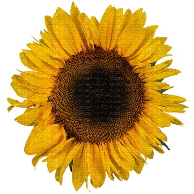Flowers yellow bp - Ingyenes animált GIF