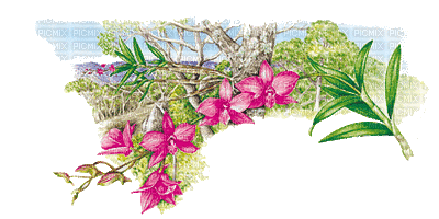 Australian native flowers bp - Besplatni animirani GIF