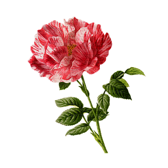 kikkapink vintage rose deco flower spring summer - ücretsiz png