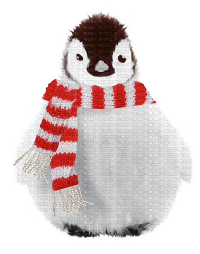 Pinguin 🐧 - png gratis