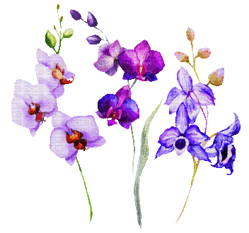 soave deco  flowers spring animated purple green - Gratis animeret GIF
