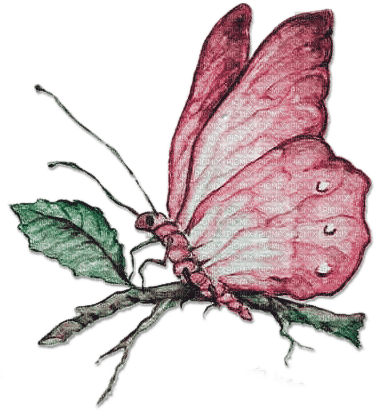 soave deco butterfly branch vintage PINK GREEN - безплатен png