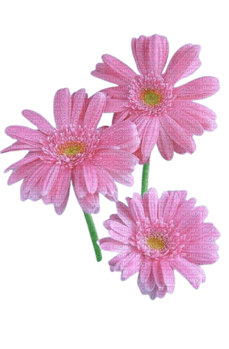 pink flowers 3 - gratis png