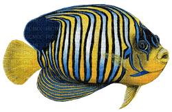 Kaz_Creations Fish - ücretsiz png