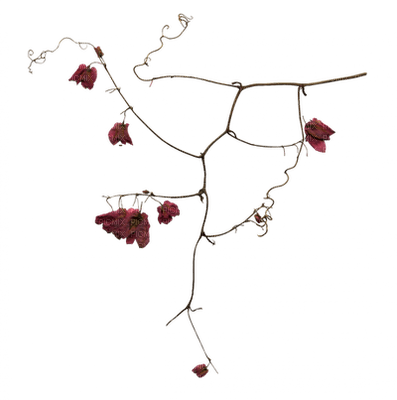 Goth flowers - Free PNG