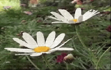 Margaridas - Free animated GIF