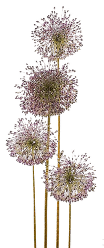 Dandelion.Pissenlit.Plants.plante.Victoriabea - фрее пнг
