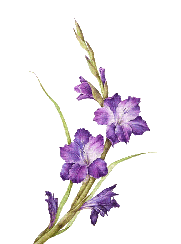 violet flowers summer - 無料のアニメーション GIF