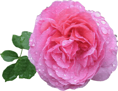 FLOWERS_fleur_rose pink__Blue DREAM 70 - zadarmo png