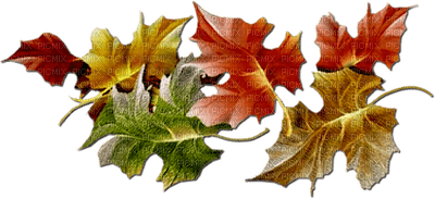 Autumn leaf - zdarma png