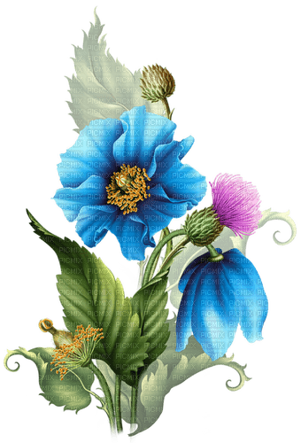 blomma--flower--blue--blå - ingyenes png