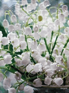 Background Spring Flowers - Animovaný GIF zadarmo