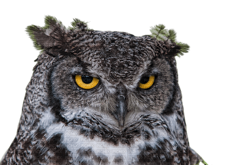 Owl - png gratuito