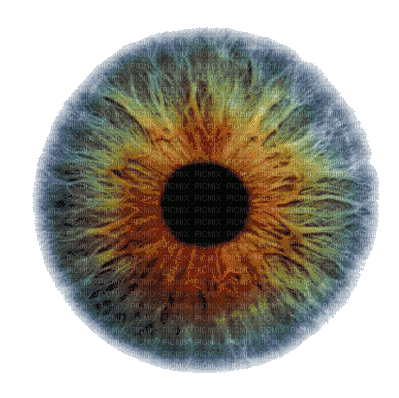 eye - Zdarma animovaný GIF