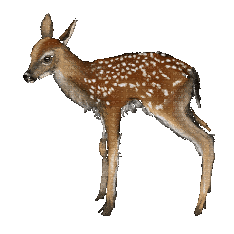 Forest Deer - GIF animé gratuit