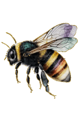 abeille - Ingyenes animált GIF