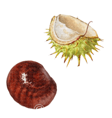 Marrons - Free PNG