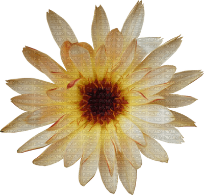 Kaz_Creations Deco Flower Scrap - zdarma png