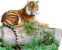 aze tigre - Besplatni animirani GIF