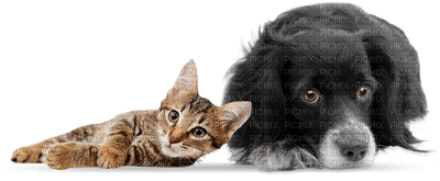Kaz_Creations Dog Pup Dogs 🐶Cat Kitten - Free PNG