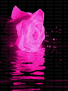 rose rose - GIF animado gratis