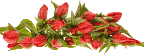 tulipe fleur - PNG gratuit