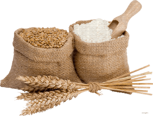 Farm.Ferme.Wheat.Grains.Blé.Victoriabea - PNG gratuit