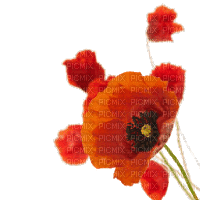 poppy flowers bp - GIF animado grátis