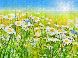 daisy flower landscape paysage - PNG gratuit