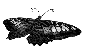 butterfly - png grátis
