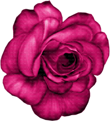 Rose fushia - Free PNG