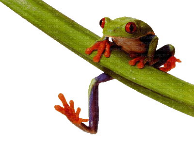 grenouille - Gratis animeret GIF