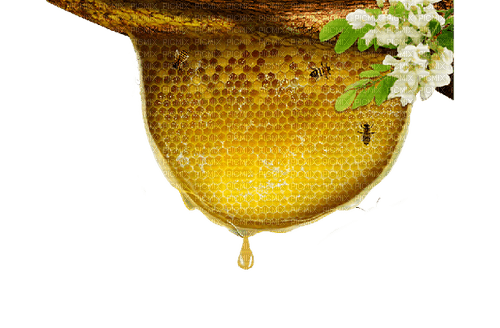 Honey Bee - Bogusia - фрее пнг
