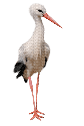 gala birds - 免费PNG