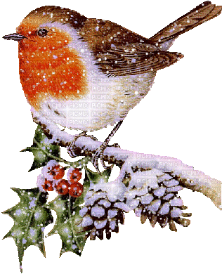 Christmas birds bp - Zdarma animovaný GIF