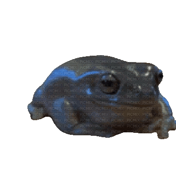 funny frog - GIF animado grátis