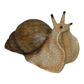 Kaz_Creations Snail - Free PNG