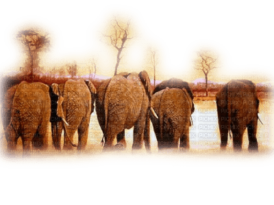 Kaz_Creations Elephants Elephant - darmowe png