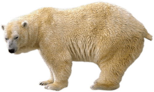dolceluna white polar bear deco winter - ingyenes png