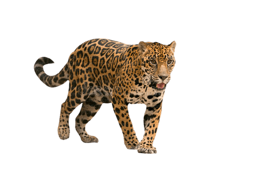 Leopard - PNG gratuit