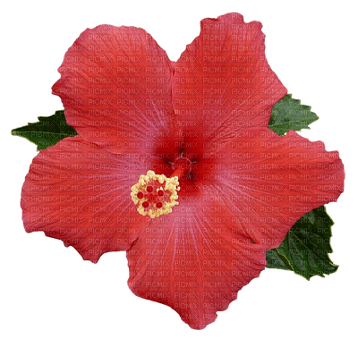 Hibiscus - 免费PNG