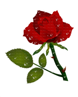 red rose rouge rose - PNG gratuit