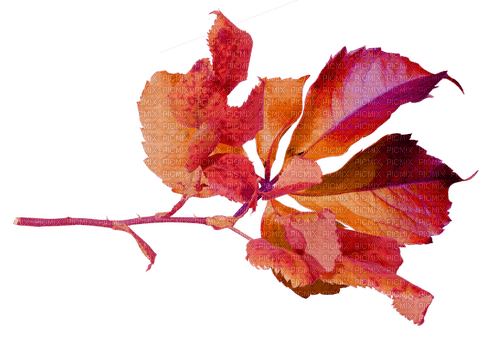 Autumn.Automne.Otoño.Leaves.Victoriabea - PNG gratuit