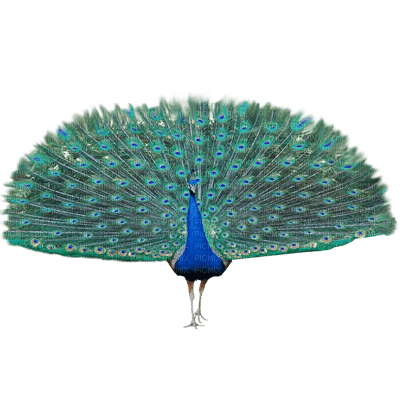 Peacock - фрее пнг