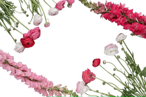flowers frame - PNG gratuit