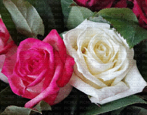 MMarcia gif rosas - Бесплатный анимированный гифка