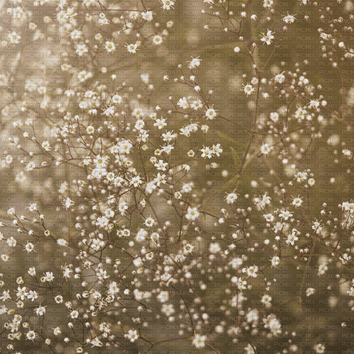 baby's breath - 免费PNG