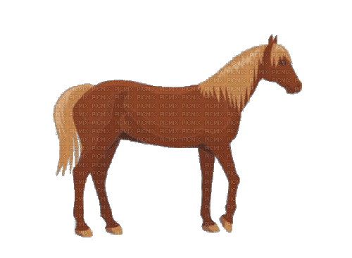 Horse - Бесплатни анимирани ГИФ