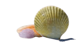 sea,seashell - δωρεάν png