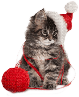 Kaz_Creations Cat 🐈 Noel - безплатен png